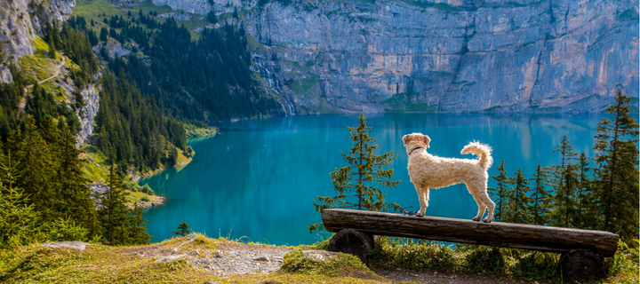 Where to travel with your best furry friend: Top Vacations for Dog Lovers